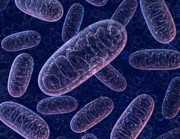 Researchers discover novel mechanism by which cells turn over mitochondria